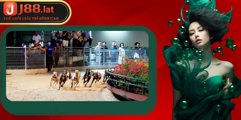 Cá cược đua chó – Bí quyết luôn thắng tại sân chơi J88 Những bí quyết hay khi tham gia cá cược đua chó